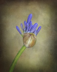 Lilla agapanthus-knopp av Esteban Rios