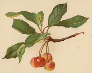 Kirsebær (chromolitho)