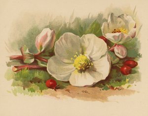 Julerose og bær (chromolitho)