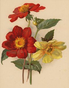 Enkelte georginer (chromolitho)
