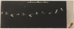 Kronofotografi av en flyvende hegre