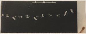 Kronofotografi av en flyvende hegre.