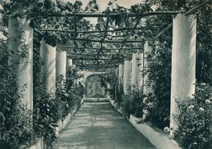 Pergola i en vingård, Capri, Italia, 1927 av Eugen Poppel