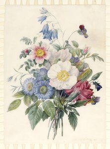 Blue Asters, Rosa Spinosissima Hybrid, Harebell, Violas, Cartnation and a Wild Rose, 1820 (wc & kroppsfarge over grafittkontur på vellum) av Eugene A. L. d Orleans