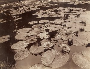 Vannliljer (Bagatelle) av Eugène Atget