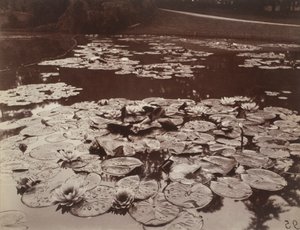 Vannliljer av Eugène Atget