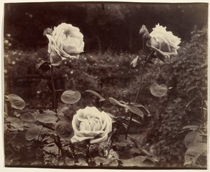 Roser av Eugène Atget