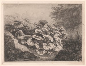 Groot hoefblad De store coltsfoots Vier grote plante soorten (serietittel) De fire store plantene (serietittel) av Eugene Bléry