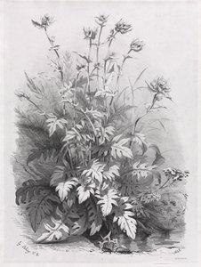 Grupper av forskjellige planter tegnet etter naturen: nr. 7, 1848. av Eugene Bléry