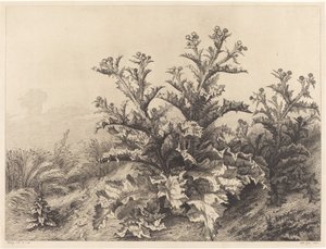 Stor tistel, 1843. av Eugene Bléry