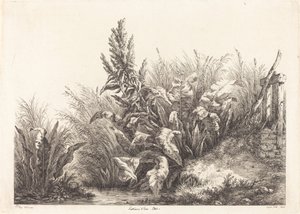 Water Patience, Study (Study of a Patience-Dock)