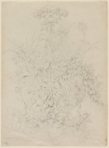 Plantestudie av Eugene Bléry