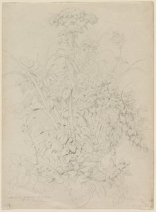 Plantestudie, 1857.