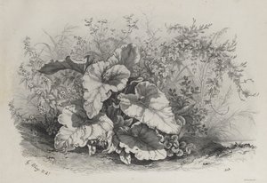 Plantestudie fra gruppe forskjellige planter tegnet og litografert etter naturen av Eugene Bléry