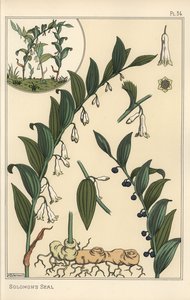 Botanisk illustrasjon av Salomos segl, Polygonatum multiflorum av Eugene Grasset