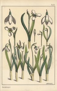 Botanisk illustrasjon av en snøklokke, Galanthus nivalis av Eugene Grasset