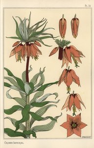 Botanisk illustrasjon av den keiserlige kronen, Fritillaria imperialis av Eugene Grasset
