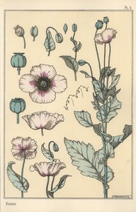 Botanisk illustrasjon av valmuen, med blomsterdeler, opiumsbelg av Eugene Grasset