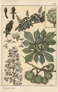 Botanisk studie av kastanjetre av Eugene Grasset