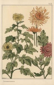 Krysantemum botanisk studie av Eugene Grasset
