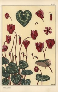 Cyclamen plante, med detaljer om blomst, blader, kronblader