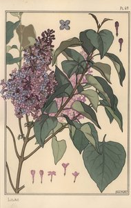 Syrin botanisk studie. av Eugene Grasset