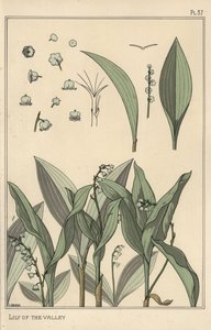 Liljekonvall, botanisk studie av Eugene Grasset