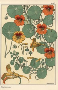 Nasturtium botanisk studie av Eugene Grasset