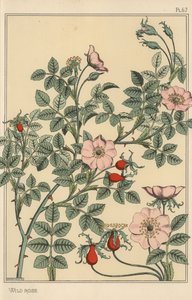 Villrose botanisk studie av Eugene Grasset