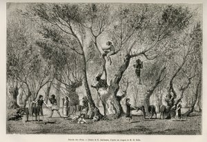 Samlingen av oliven i Amphissa-regionen, tegning av E.Guillaume, for å illustrere historien om Henri Belle: Voyage en Greece av Eugene Guillaume