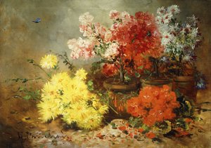 Tusenfryd, Begonia og andre blomster i potter,