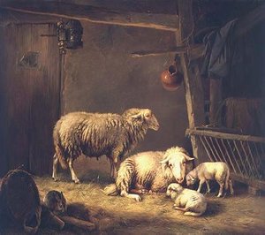 Sauer i en låve