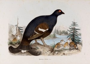Representasjon av den lille hane av lyng eller hane av bjørk av Eugenio Bettoni