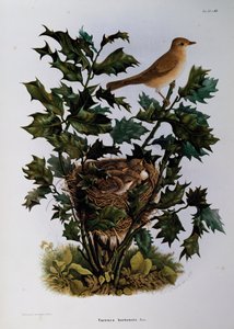Hagesanger (Sylvia hortensis), gravering av Oscar Dressler, fra Natural History of Birds that hekker i Lombardia, av Eugenio Bettoni (1845-1898), Italia