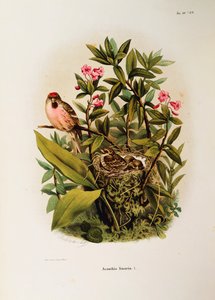 Illustrasjon fra Eugenio Bettonis "Natural History of Birds that Nest in Lombardia" som representerer Common Red Poll Carduelis flammea-familien, av Oscar Dressler