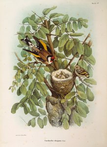 Illustrasjon fra Eugenio Bettonis "Natural History of Birds that Nest in Lombardia" som representerer European Goldfinch Carduelis carduelis-familien, av Oscar Dressler