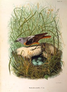 Illustrasjon fra Eugenio Bettonis "Natural History of Birds that Nest in Lombardia" som representerer Rock Thrush Monticola saxatilis hunn etter reir, av Oscar Dressler av Eugenio Bettoni, Oscar Dressler