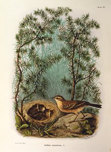 Illustrasjon fra Eugenio Bettonis "Natural History of Birds that Nest in Lombardia" som representerer vannpiper Anthus spinoletta, av Oscar Dressler av Eugenio Bettoni, Oscar Dressler