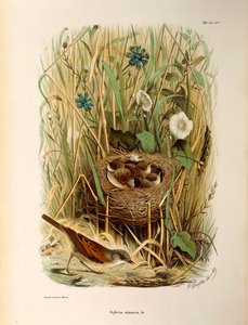 Illustrasjon fra Eugenio Bettonis "Natural History of Birds that Nest in Lombardia" som representerer Whitethroat Sylvia communis eller cinerea, av Oscar Dressler