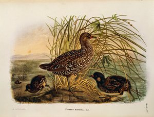 Illustrasjon fra Eugenio Bettonis "Natural History of Birds that Nest in Lombardia" som representerer Spotted Crake Porzana porzana, av Oscar Dressler av Eugenio Bettoni, Oscar Dressler