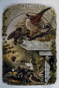 Tittelside av Natural History of Birds that hekker i Lombardia, av Eugenio Bettoni (1845-1898), gravering av Oscar Dressler, Italia