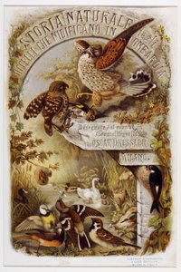 Frontispice fra Natural history of fugler som hekker i Lombardia (Chromolithography