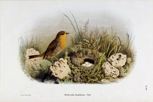Representasjon av Red Gorge (Rubecula familiaris) (Kromolitografi