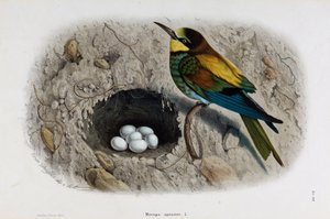 Representasjon av den europeiske bieteren eller Merops apiaster (kromolitografi