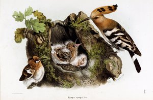 Representasjon av Huppe fasciee (Upupa epops) (Hoopoe) (kromolitografi