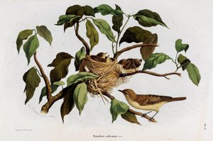 Representasjon av fuglen Hipolais salicaria Warbler (Chromolithography