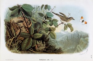 Representasjon av kyllinghastigheten (Phyllopneuste rufa) (Chiffchaff) (kromolitografi