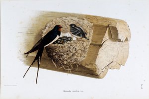 Representasjon av reirsvalen (Hirundo rustica eller svale) (kromolitografi