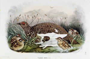 Representasjon av rapphønen (Partridge eller Lagopus mutus) (Kromolitografi