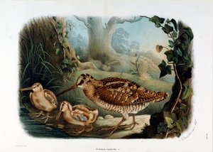 Representasjon av trenebbet (Scolopax rusticola eller Woodck) (Kromolitografi